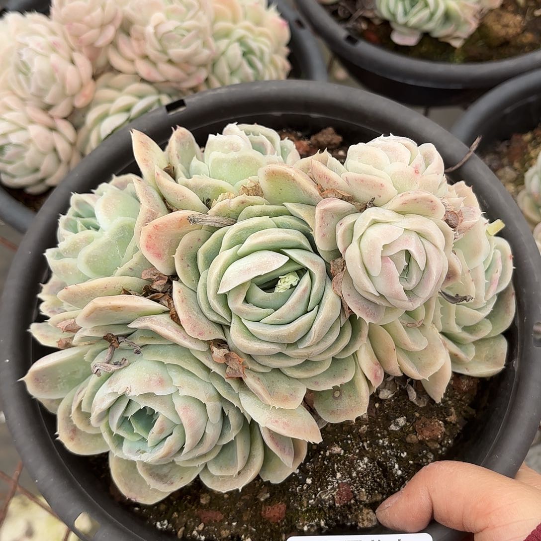 同温层多肉西娜289