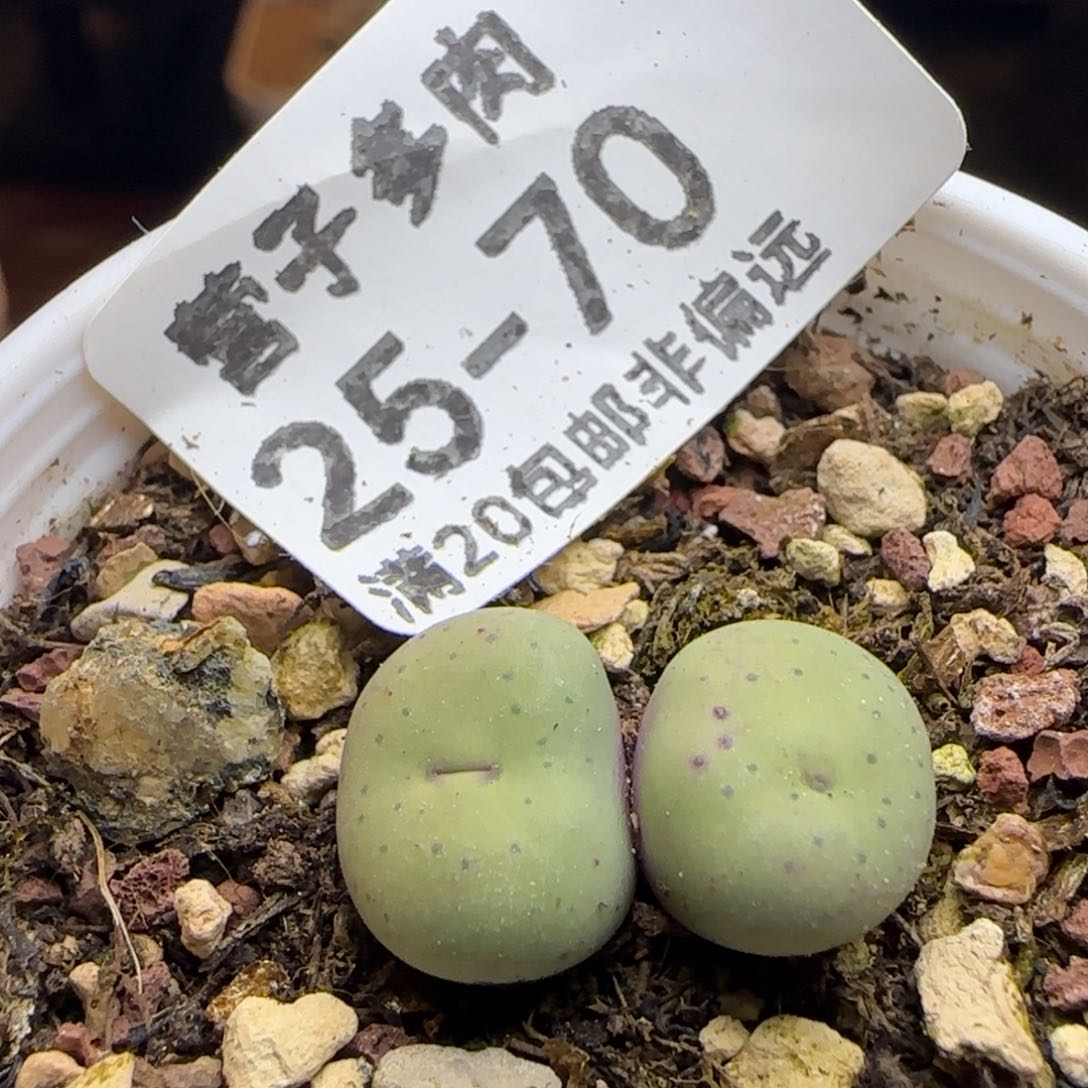 奶油嘴带盆土发货。      