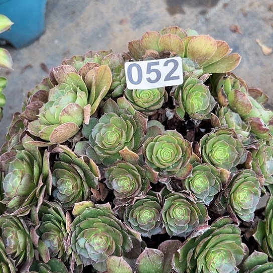 梅*多肉植物一个