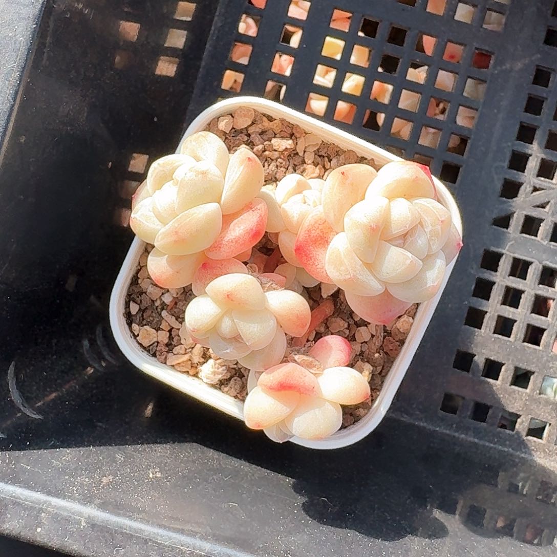 ₍****星星专拍多肉4头发货两个仔长腿