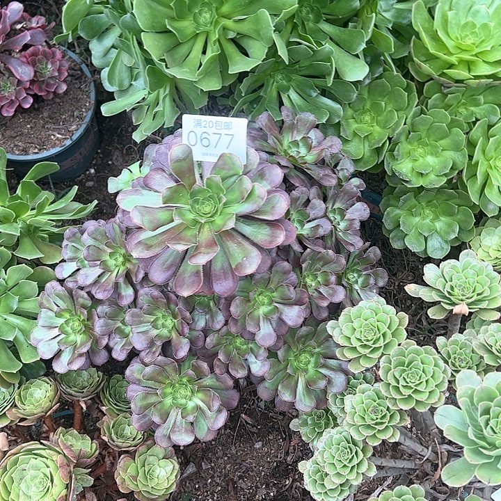 0677晚霞多肉植物