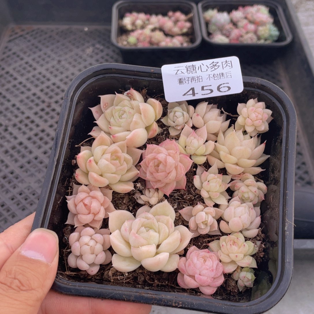 云糖心多肉植物456