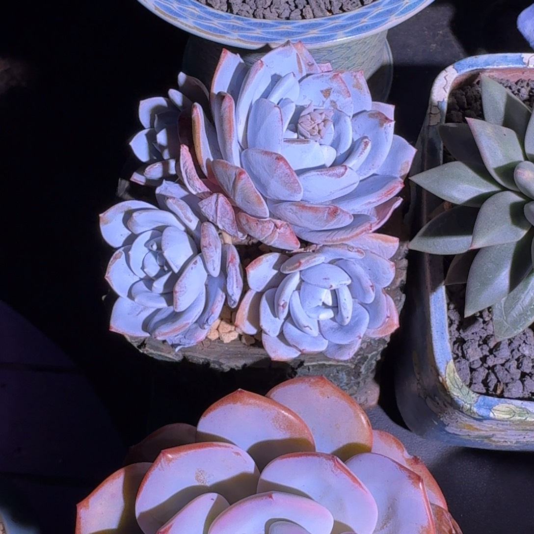 雪莲 4头  一物一拍