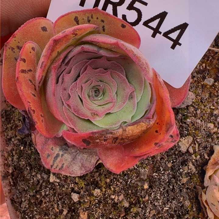 HR544折扣88折伤帕美不染各种