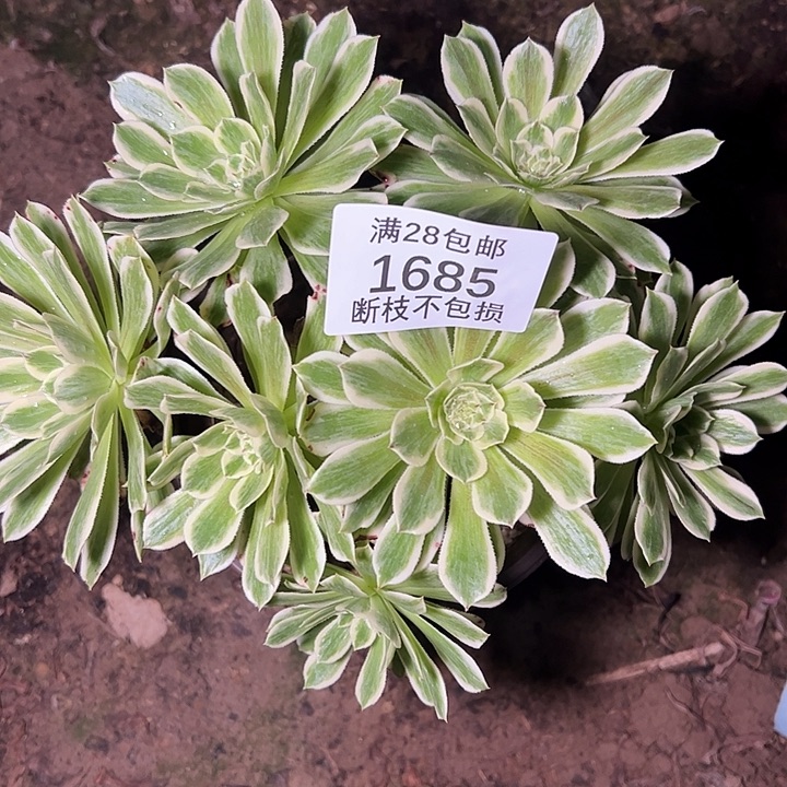 1685碧浪丛林多肉植物