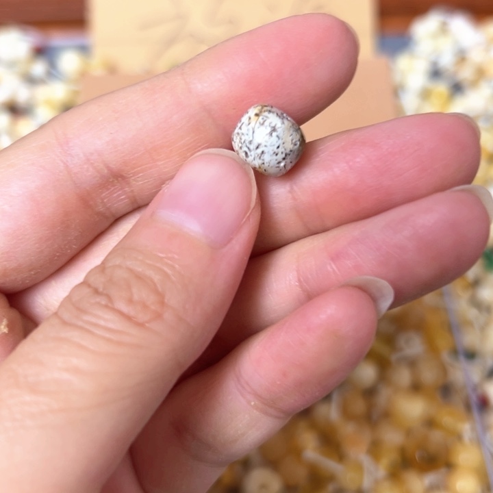 蜜蜡未镶嵌裸石9.6mm一个