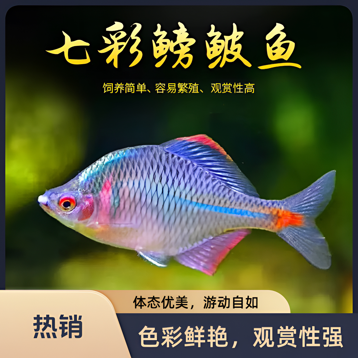 七彩鳑鲏鱼小型原生群游冷水淡水观赏鱼好养耐活除藻马口长鳍鱲