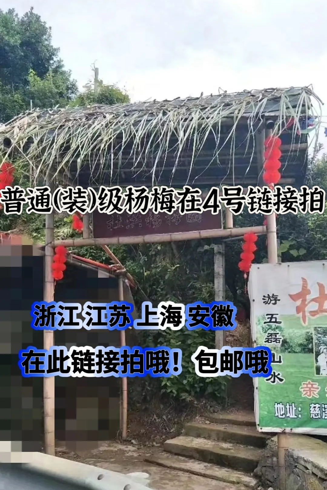 3号链接慈溪高山杨梅孕妇可以吃水果杨梅普通一等品
