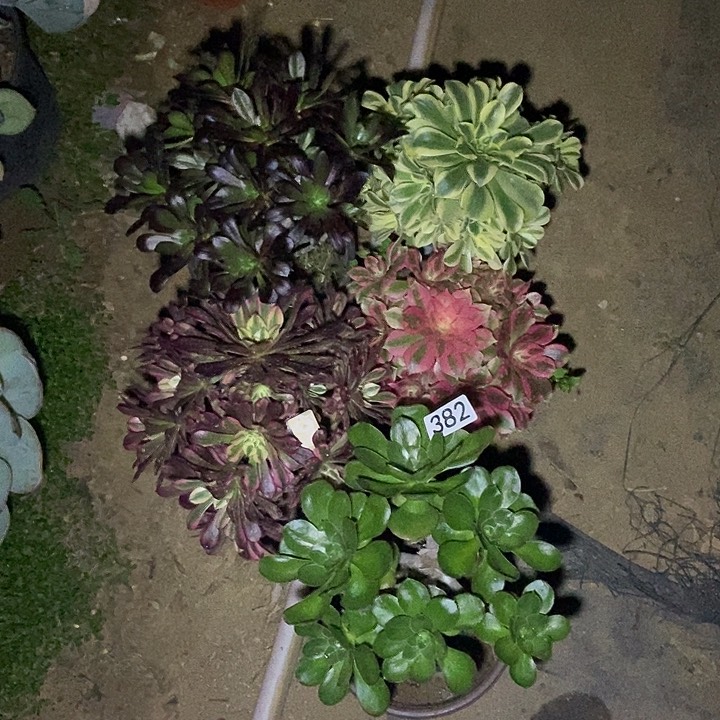 五颗多肉特价382多肉不包断