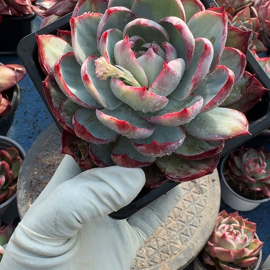 惊鸿惊鸿惊鸿 466...........