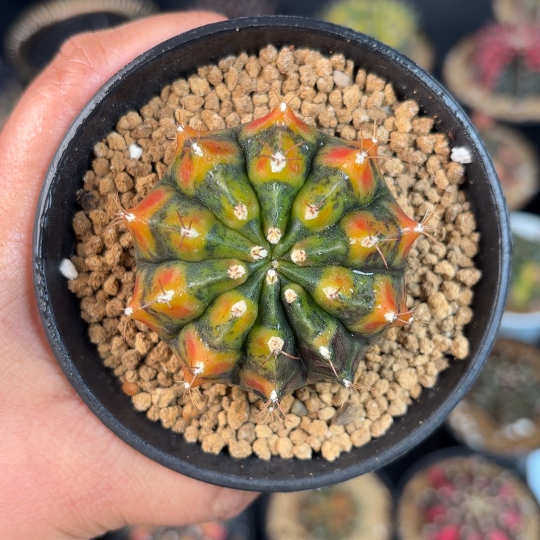 泰系米哈实生仙人球58