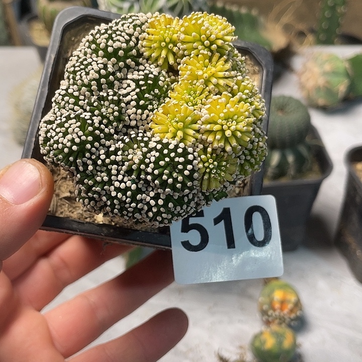 完全开放510松针牡丹锦一个