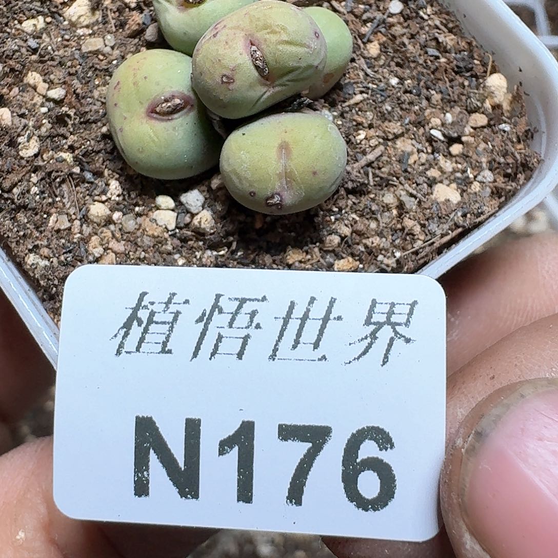 176号多肉植物哇d c