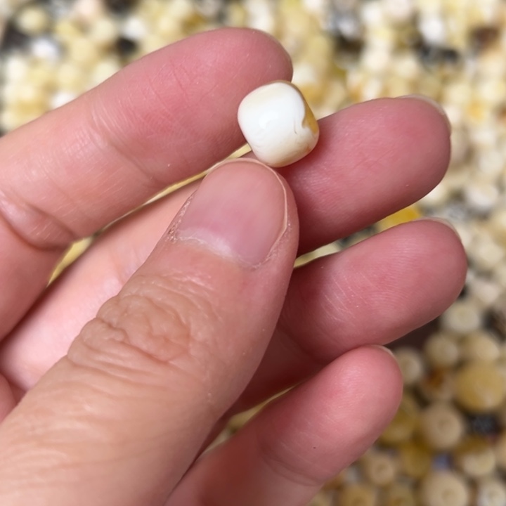 蜜蜡未镶嵌裸石9.6mm一个