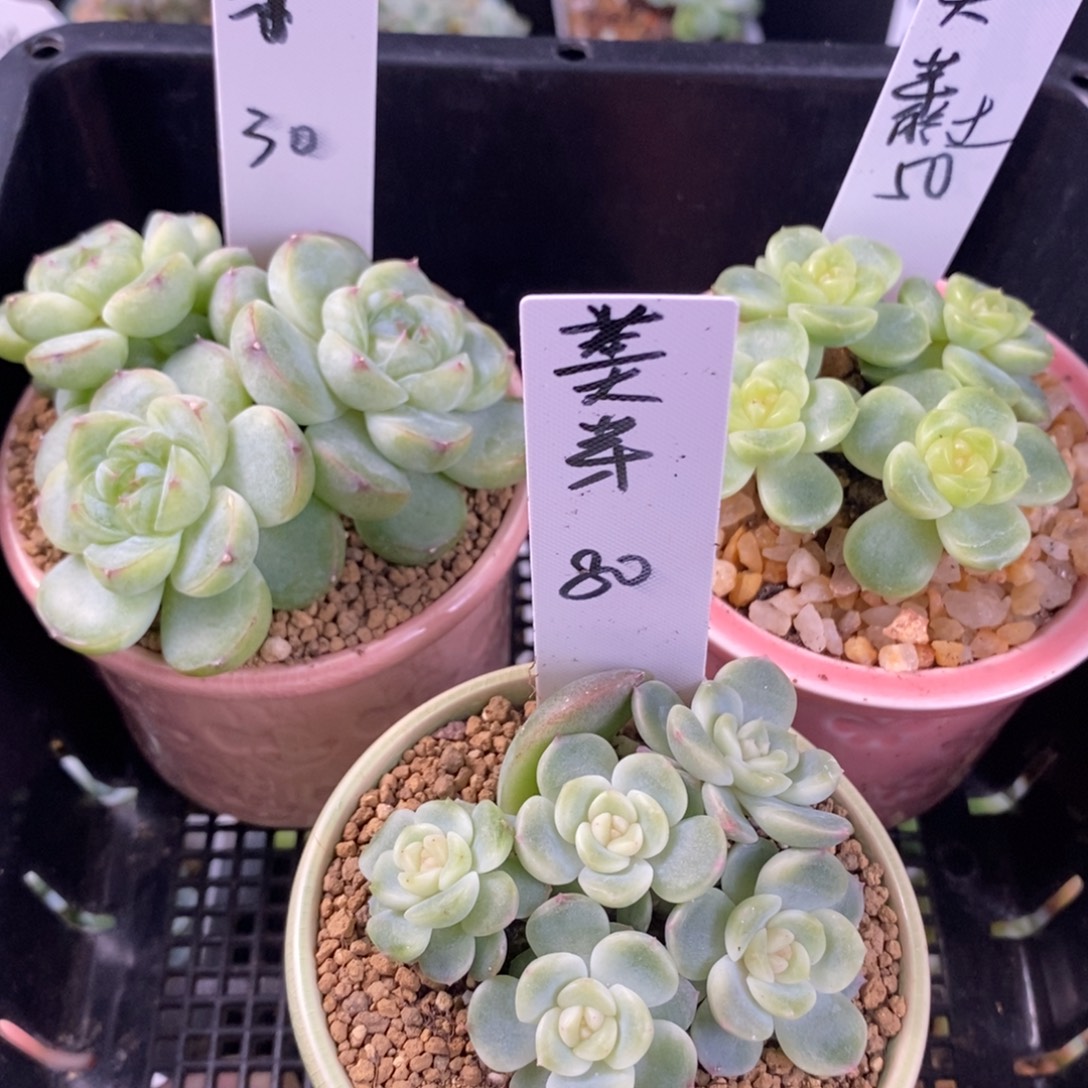 美***芽美呀三颗珍妮脱土发