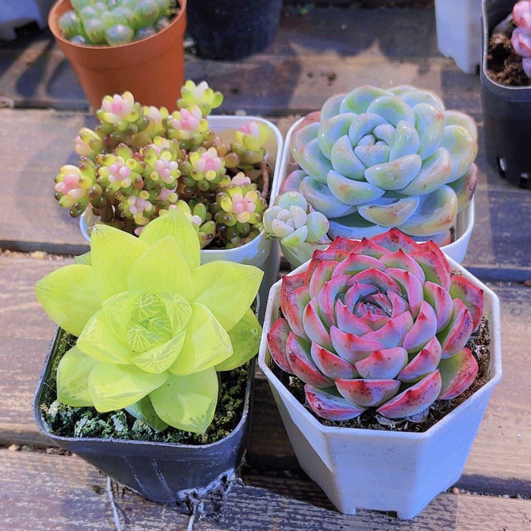 如图四盆111111111