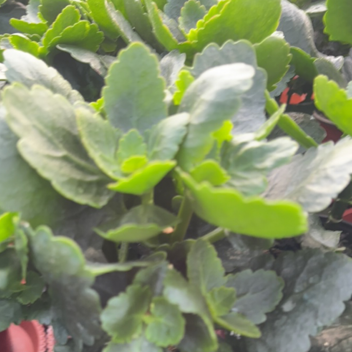 特大颗长寿花青稞棒棒糖狮子王