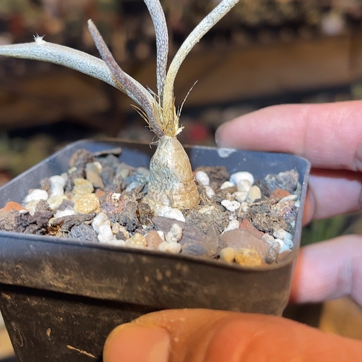 满38包邮2天凑单，脱土晾根发货多肉植物实生美杜莎