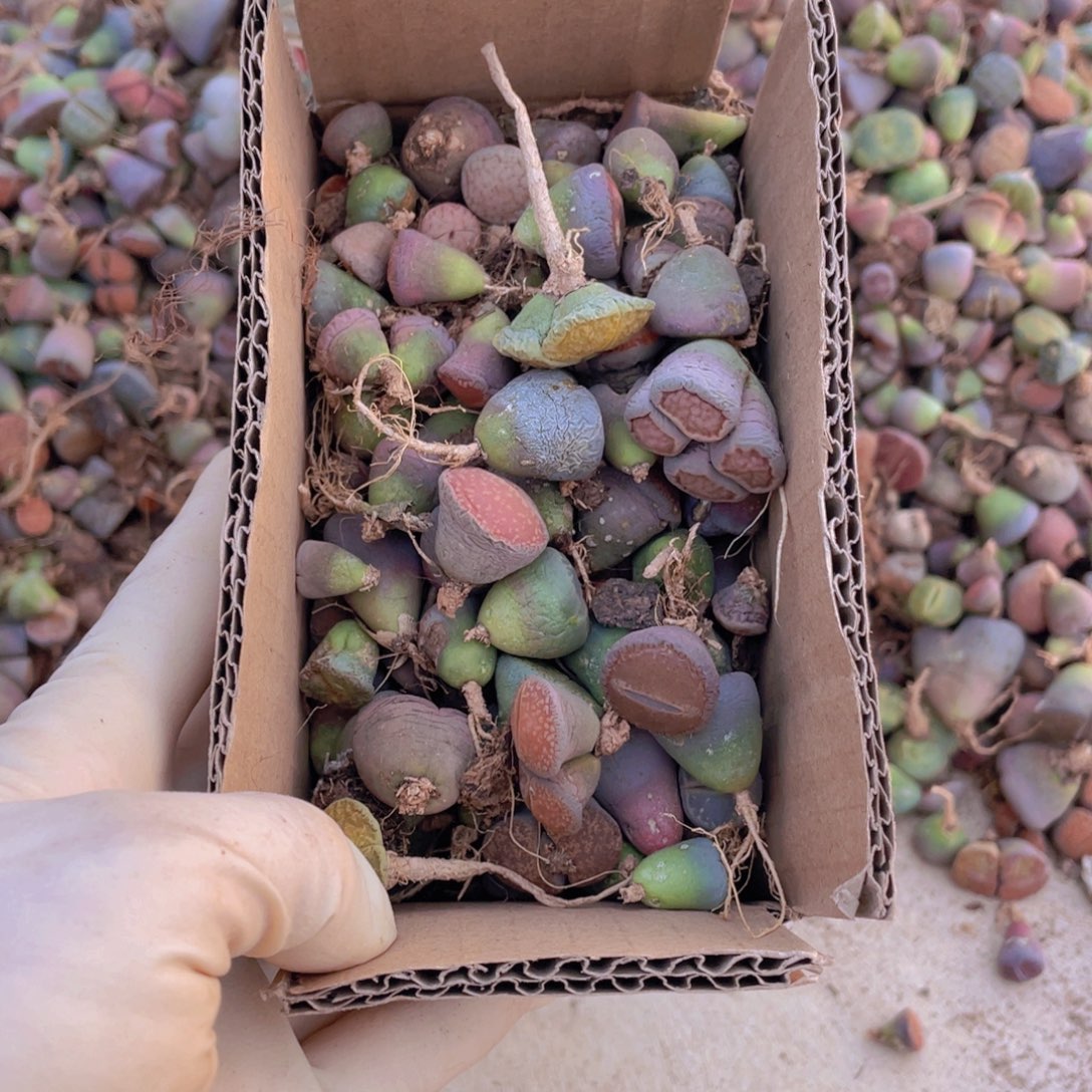 一箱脱土单头8888888888889