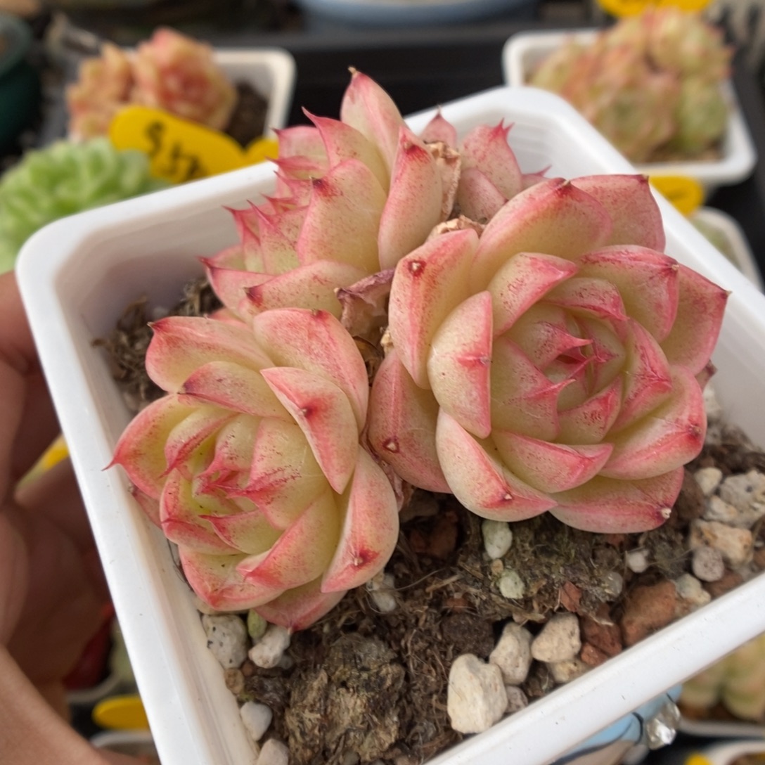 水晶小笼包麦秆306号