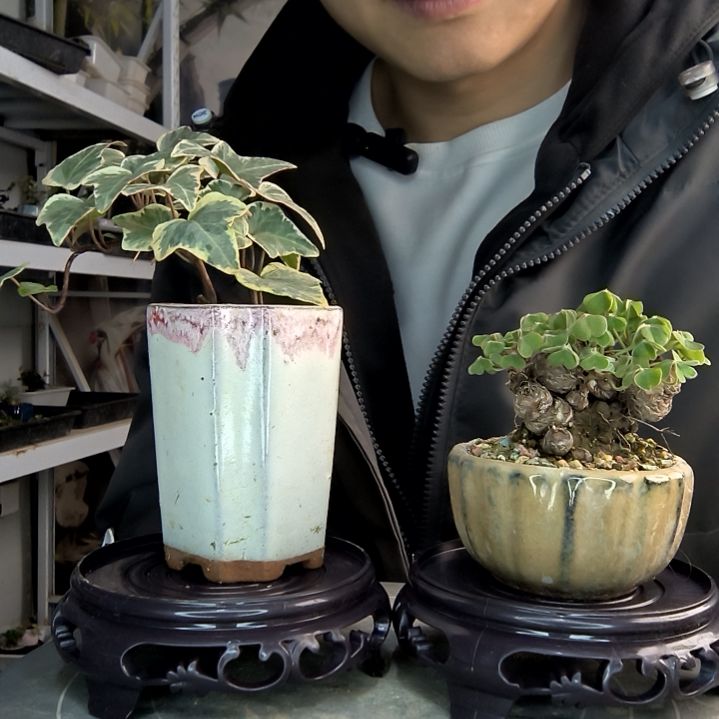 月**潇小盆景小植物一物一拍47