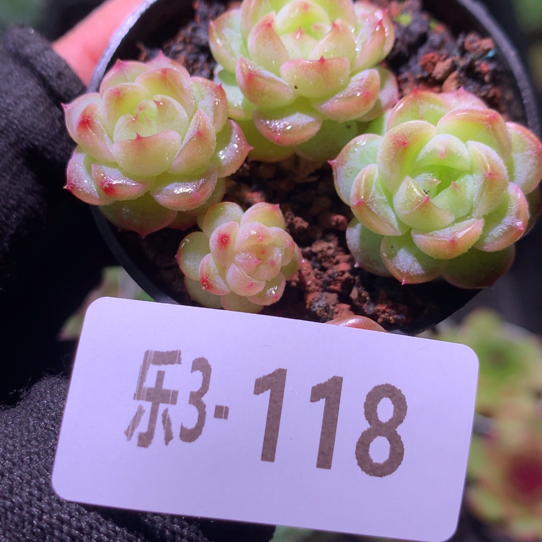 乐然 3-118 新品 不包整 