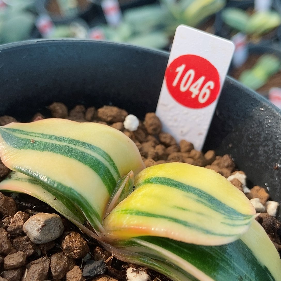 1046卧牛极上斑锦带盆发货