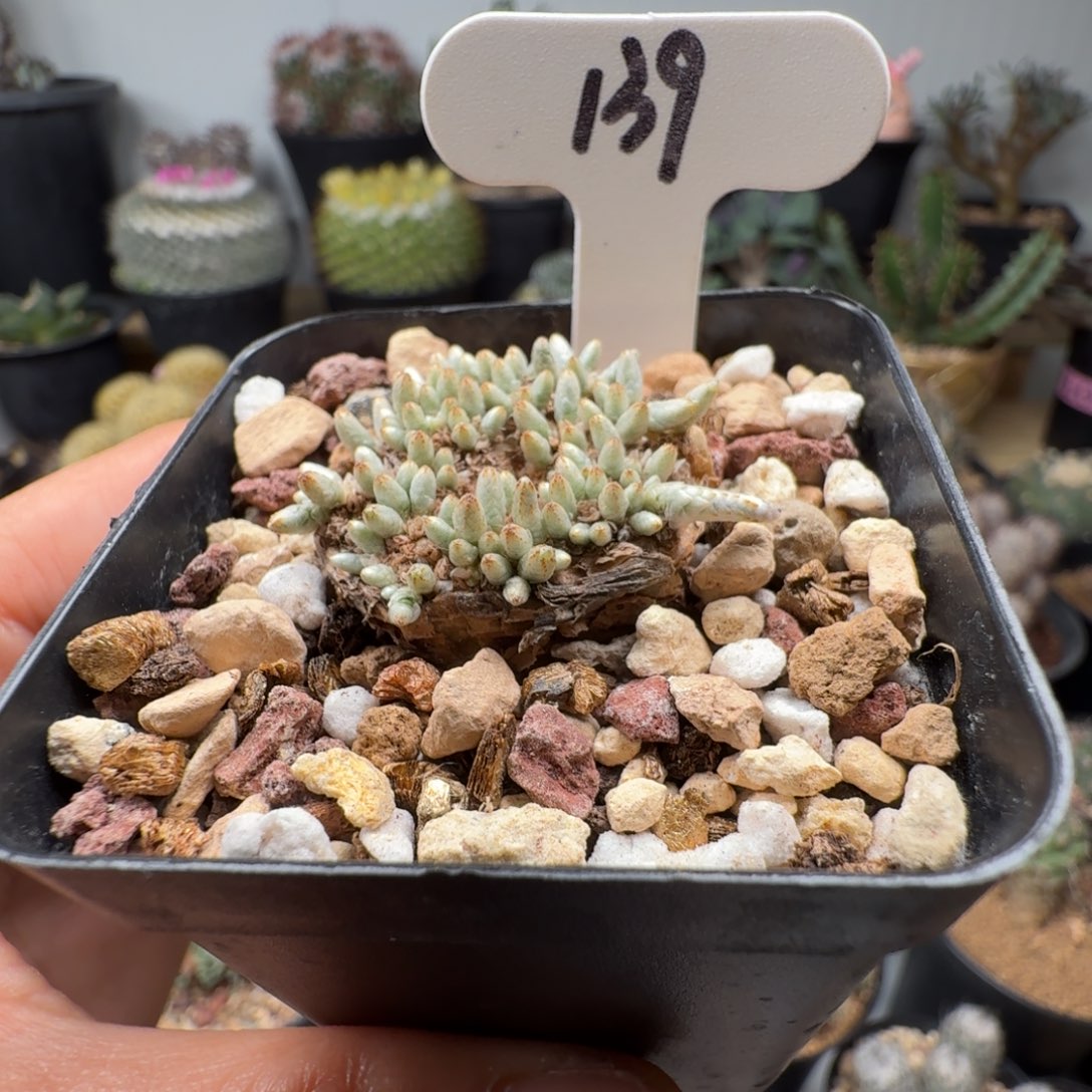 139实生韧锦仙人球