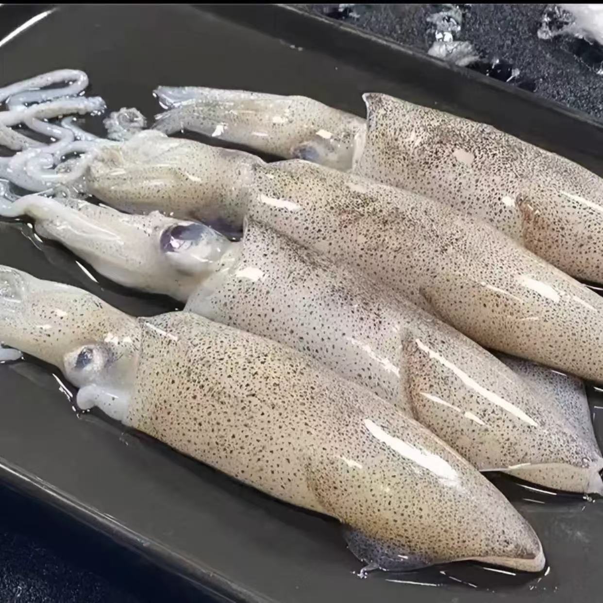 海兔 （公母混装 大小不一）  鲜嫩天然   顺丰包邮