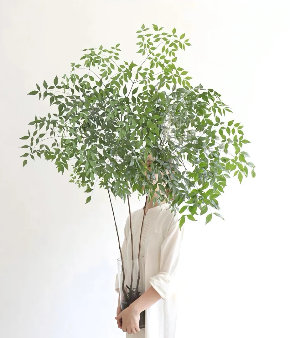 【带老桩根】南天竹水培土培植物盆栽花卉风室内外绿植好养庭院