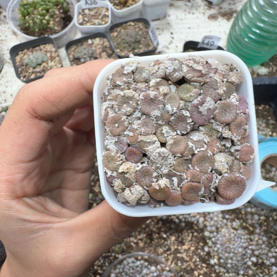 A69。多肉植物多肉植物