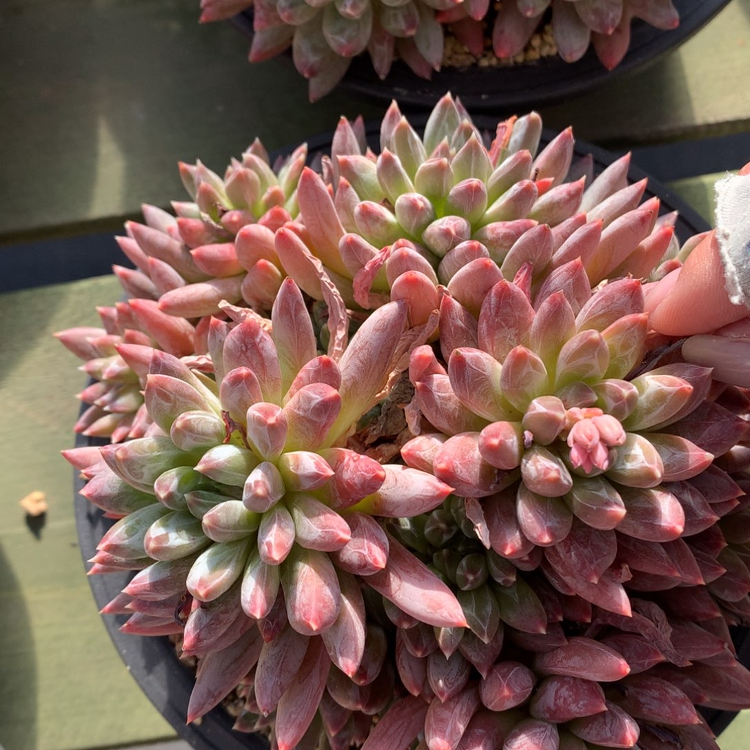 炫彩星  多头  一颗   