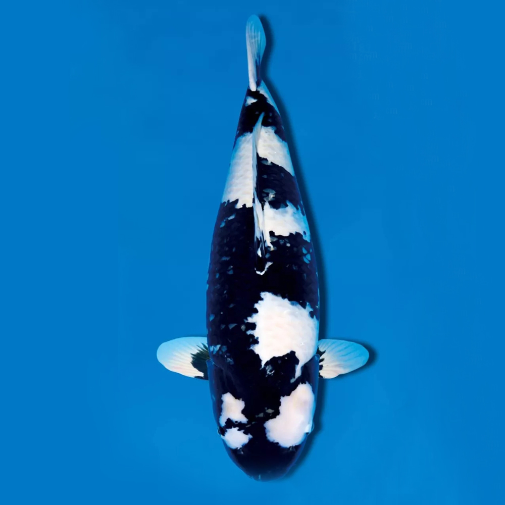 锦鲤观赏鱼大正红白三色芥子秋翠昭和白写菲写留养品渔场直发