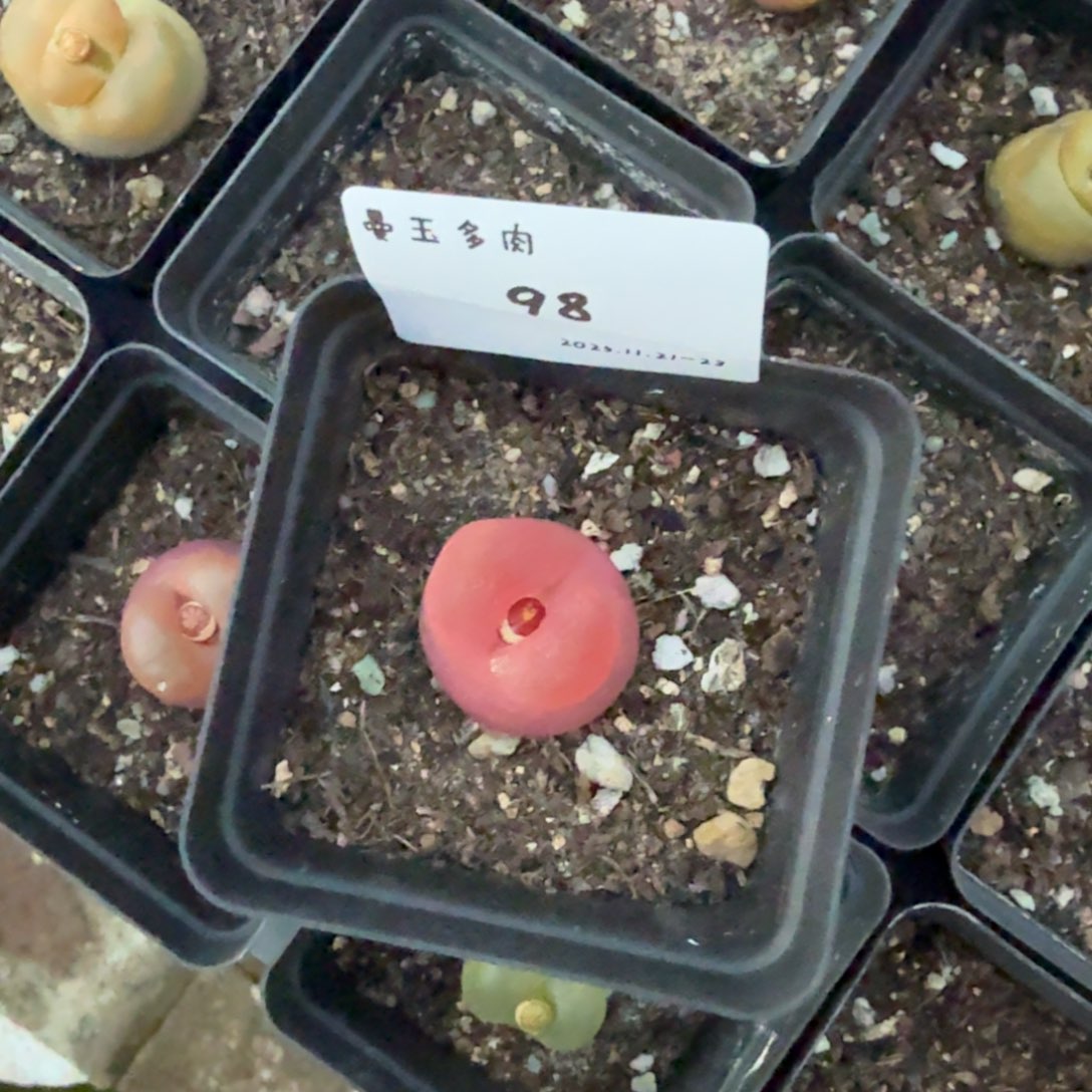 举****多肉多肉多肉11-098