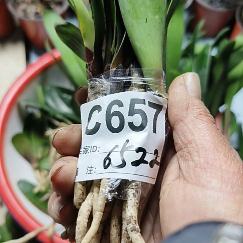 l***i完全开放0657065700