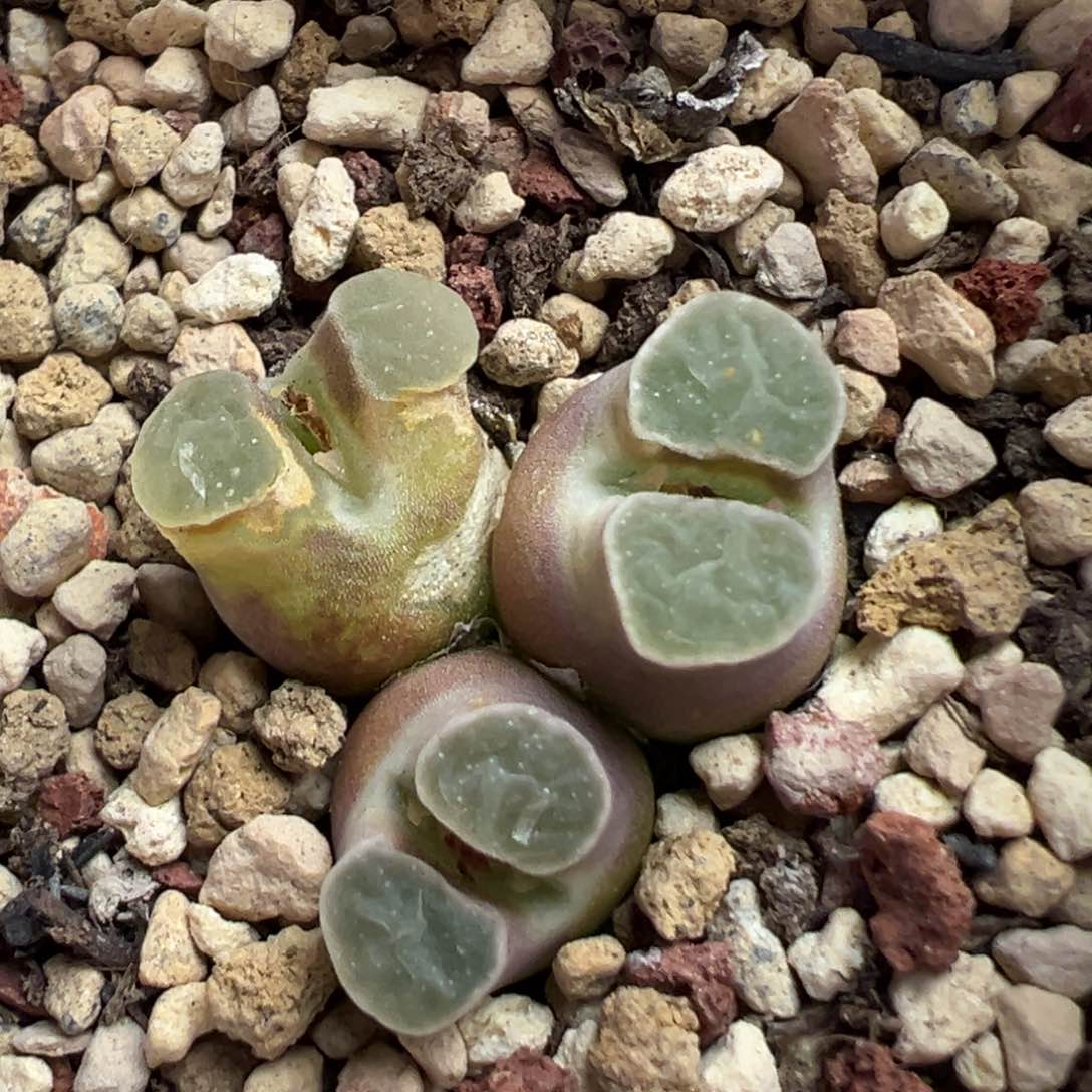 567号磁铁小胖子。          