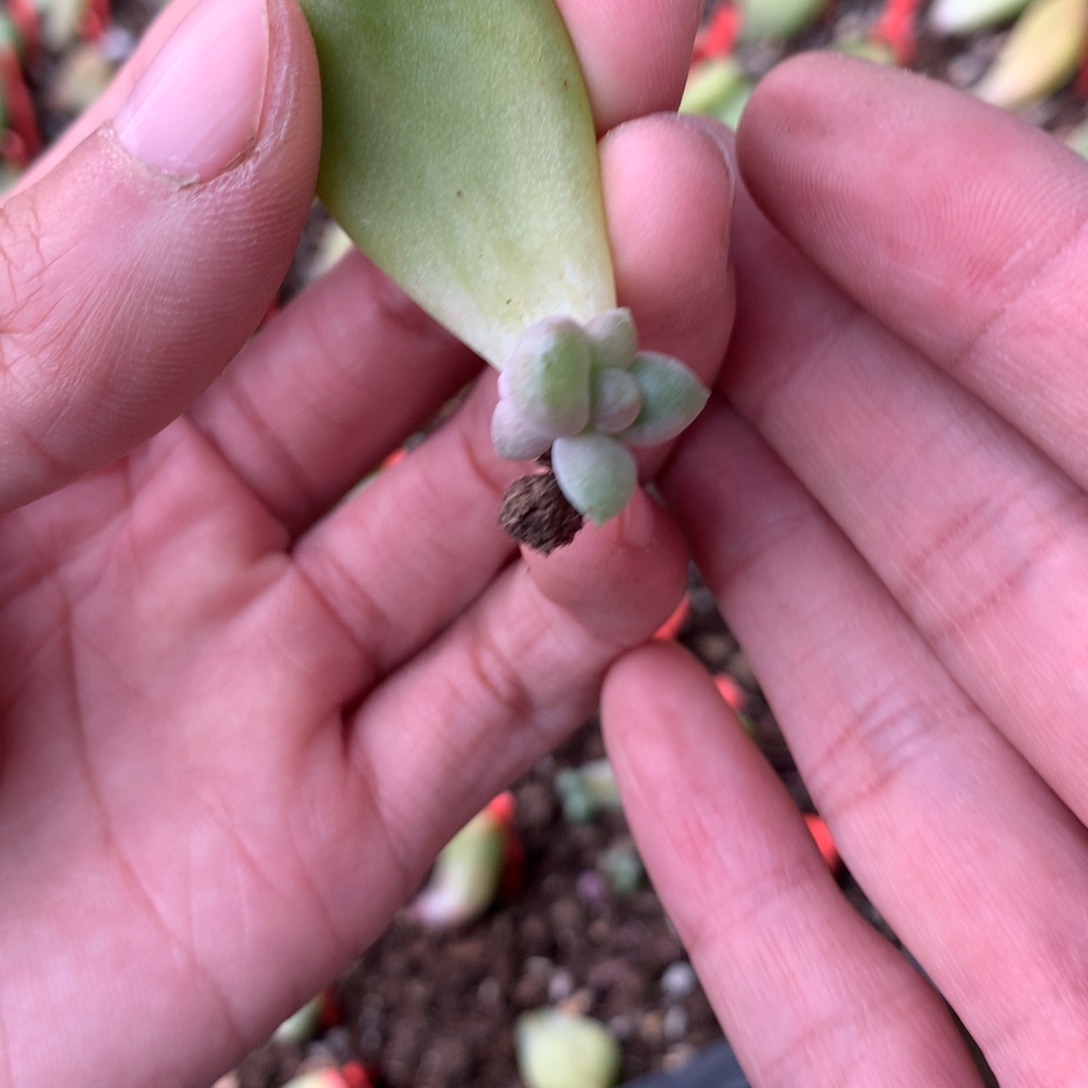 乌里韦亚叶插苗多肉