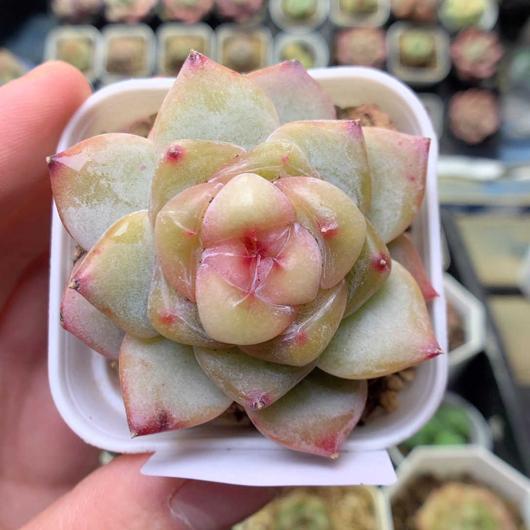 S35 ，20包邮两天凑单偏远不发货