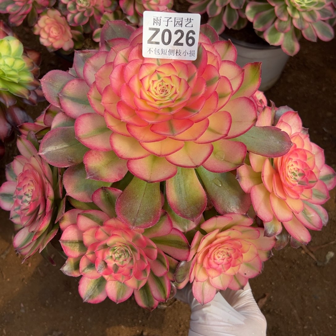 026荔枝尺寸25左右