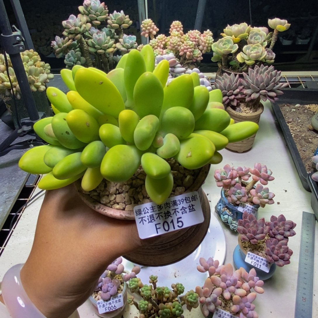015金蟾芒果奶多肉10cm
