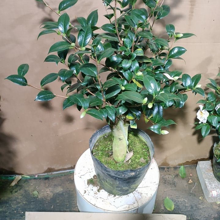 90八重散春，原盆原土发货，不包邮