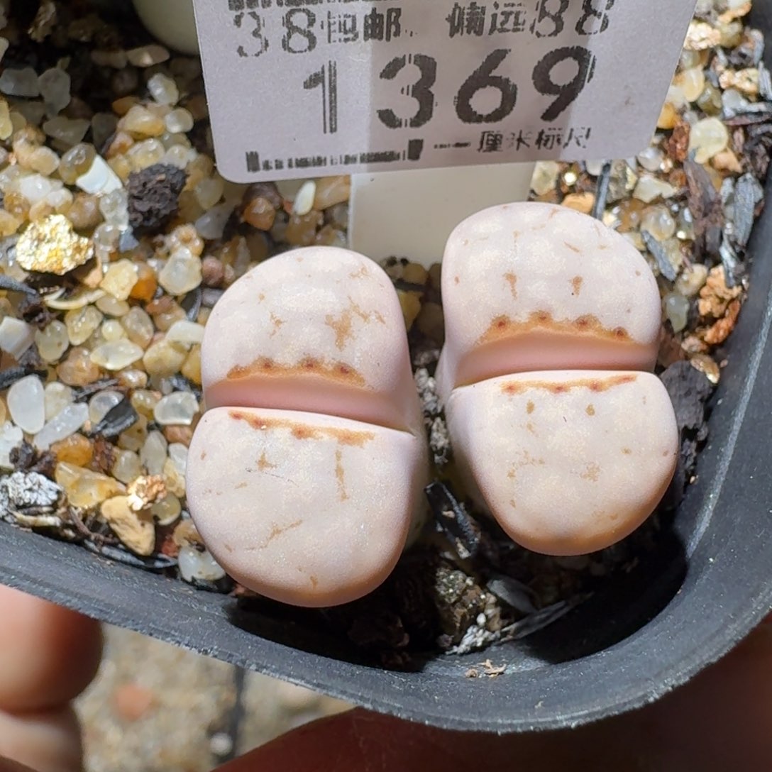 Sss精品便宜出了1369