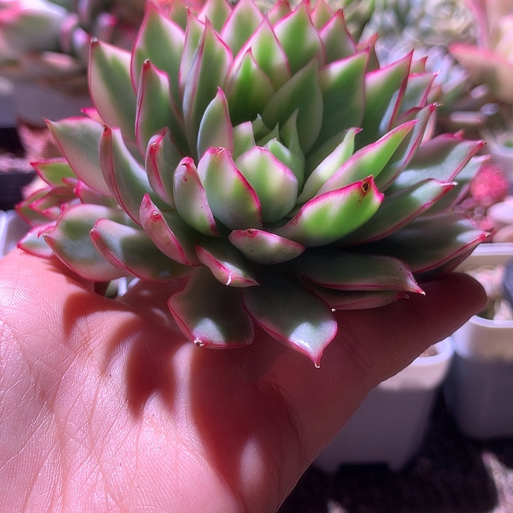 福利宝莲灯覆轮锦带三个侧芽