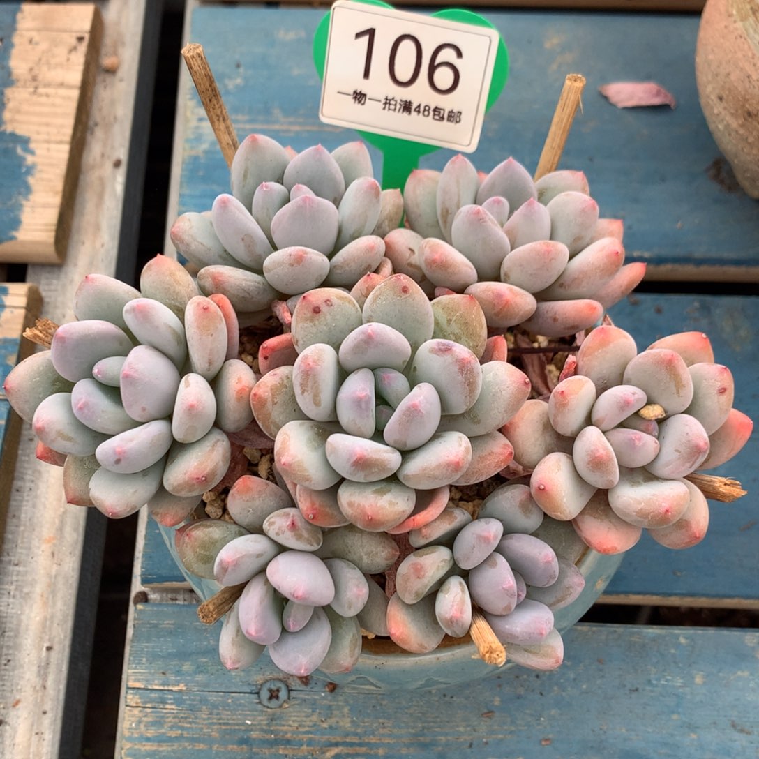 珍舞奶酪无砍捧花106