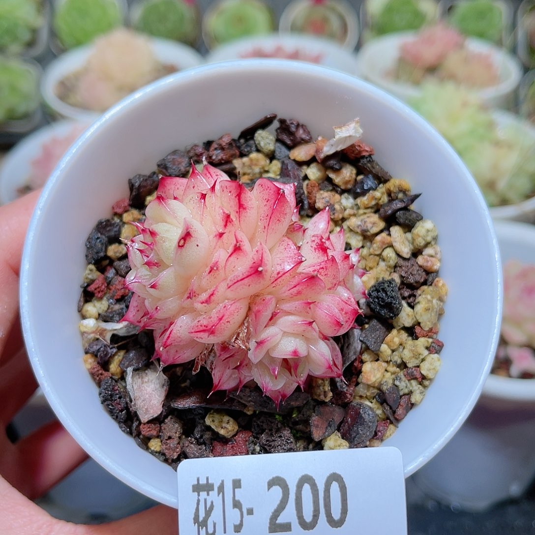 花利美15-200麦秆