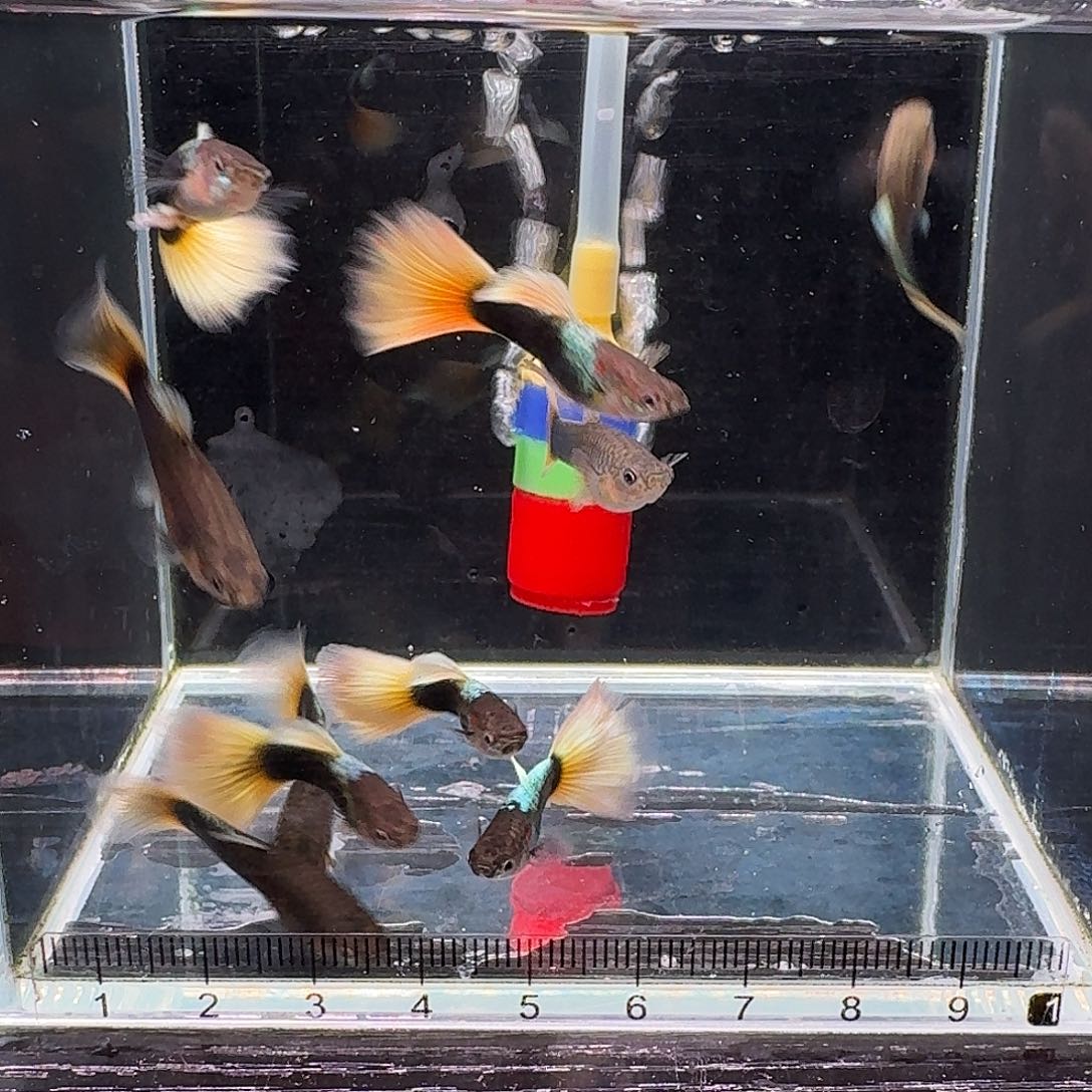 孔雀鱼福利计程车黄礼服8➕2备损