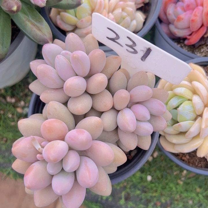 健健康康平平安安