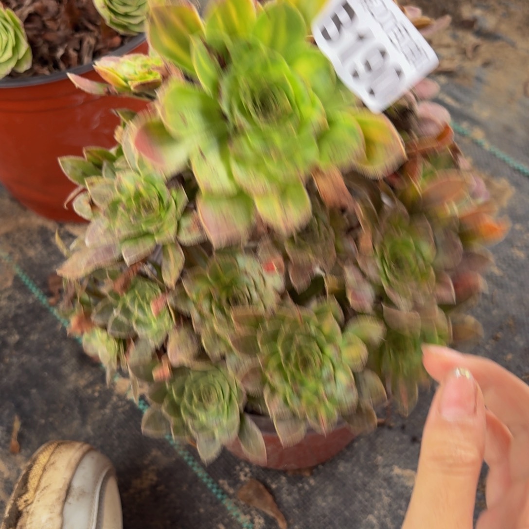 190多肉植物捧花的时候
