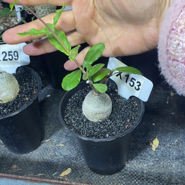 阿*.福利火星人！！！