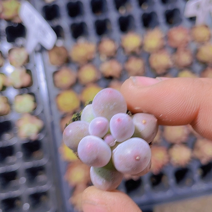 汤圆【满10颗包邮】